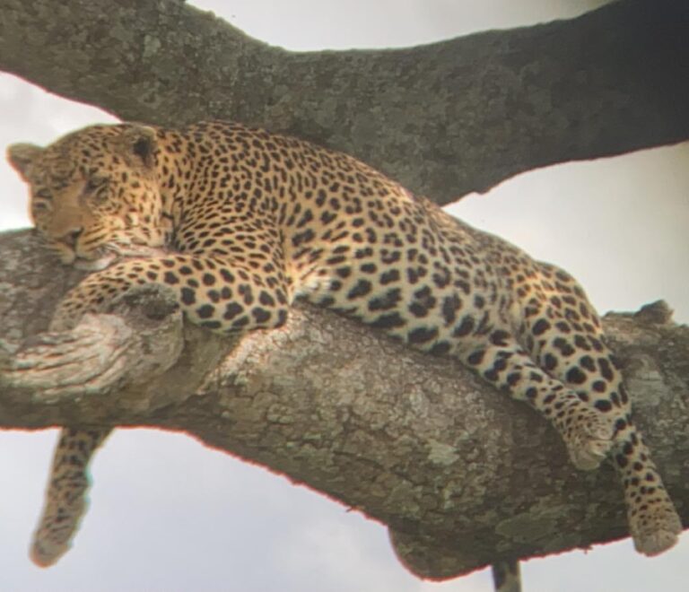 serengeti leopard