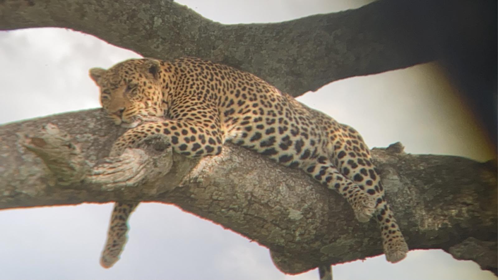 serengeti leopard