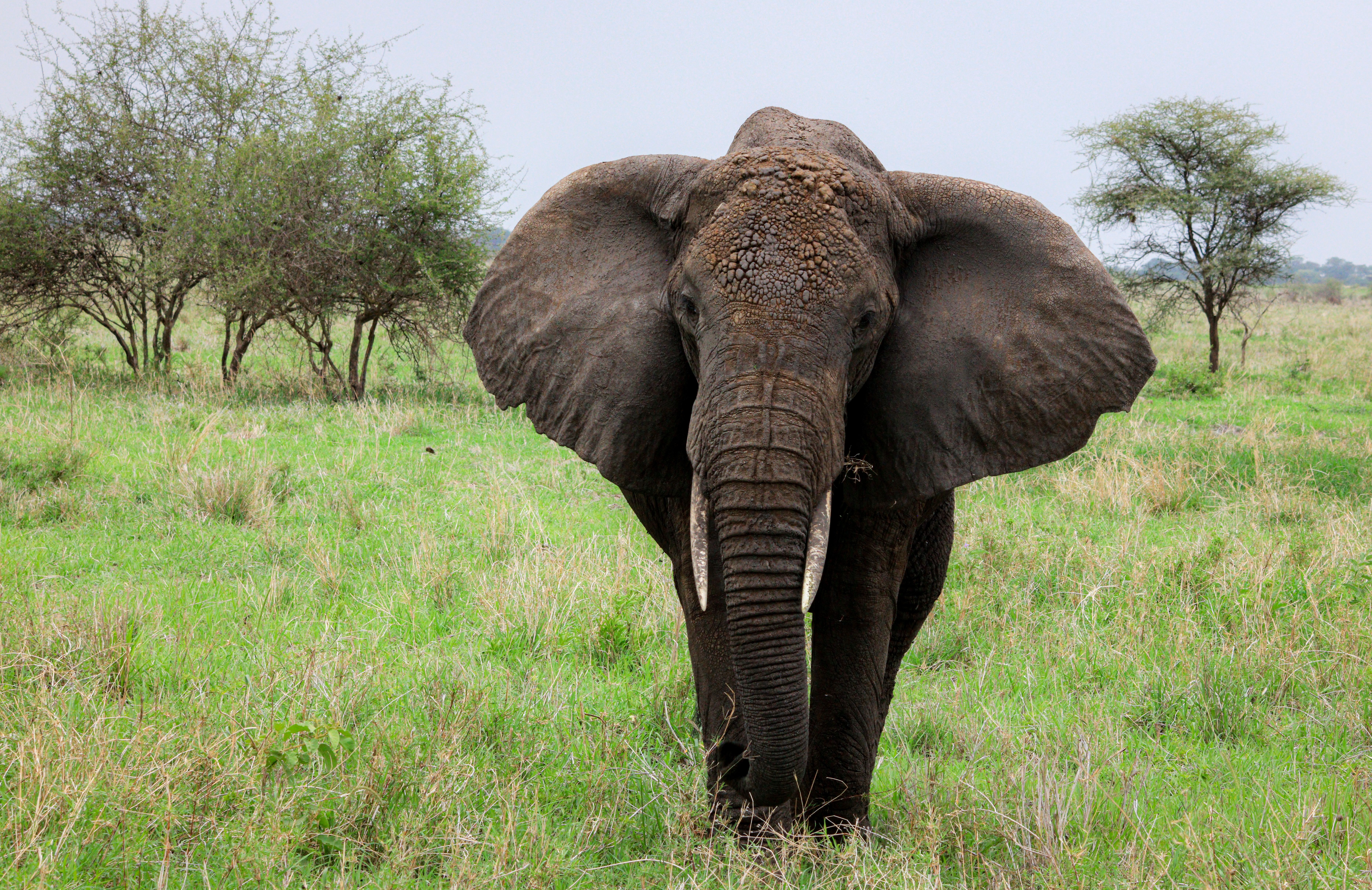 3 days safari